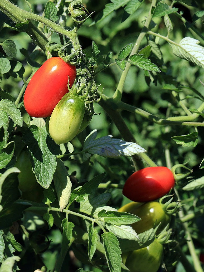 Tomato Romaine Seeds