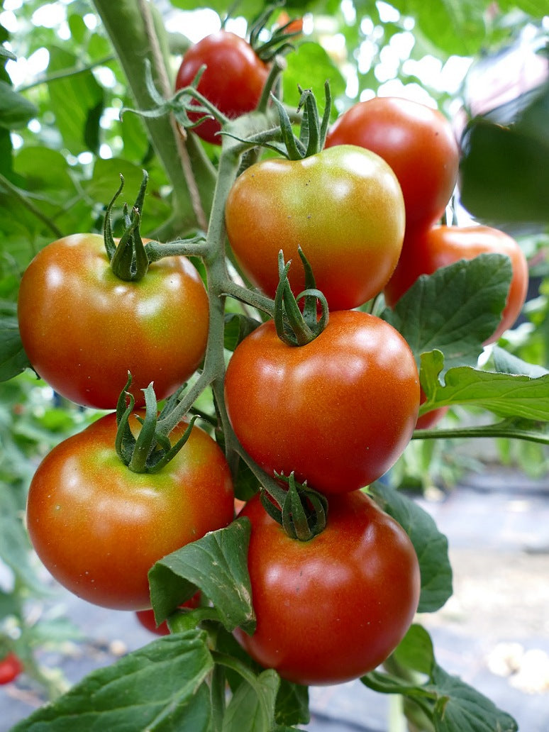 Tomato Round Seeds (Hybrid)