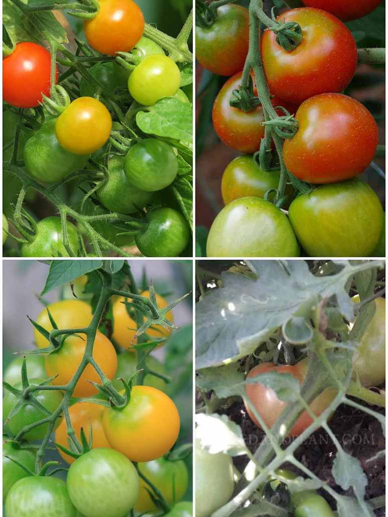 Tomato Combo Pack Of Open Pollination Seeds-( 4 Varities)