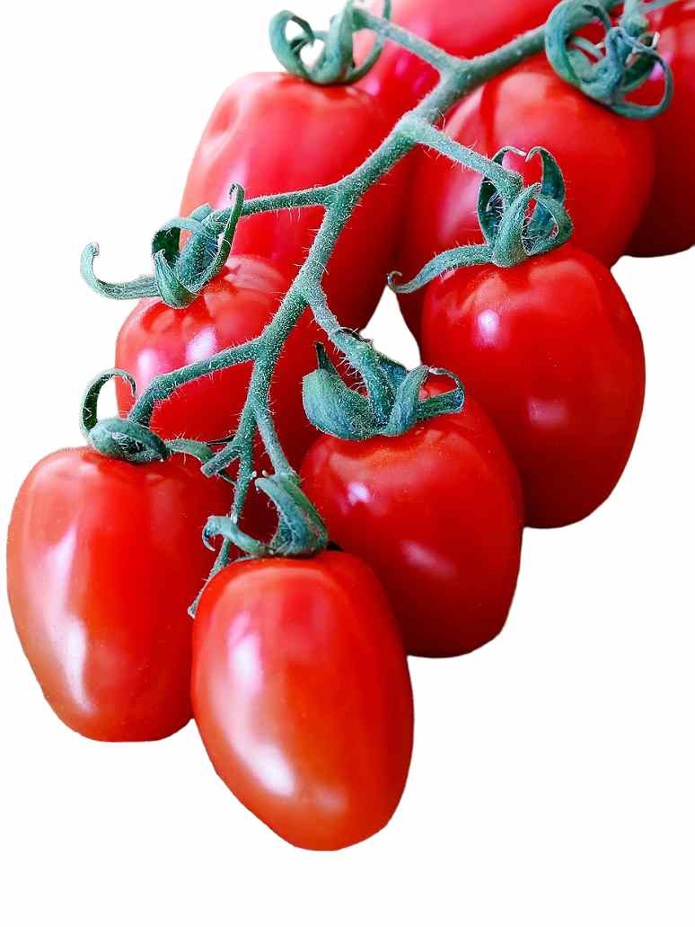 Tomato Long Red-Hybrid Seeds