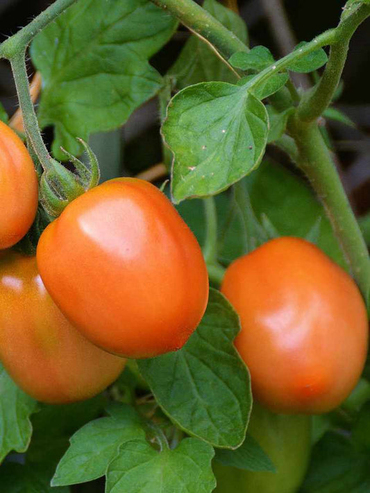 Tomato Long Orange - Hybrid Seeds