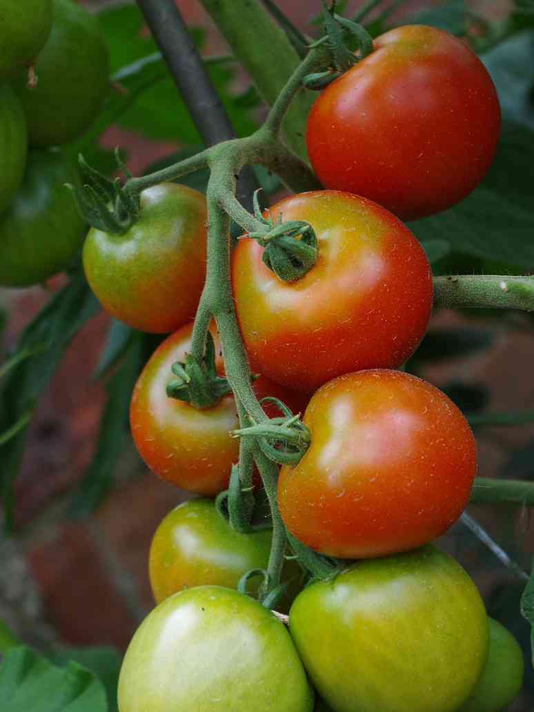 Tomato Round -Open Pollination Seeds