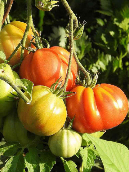 Tomato Round Stripped-Hybrid Seeds