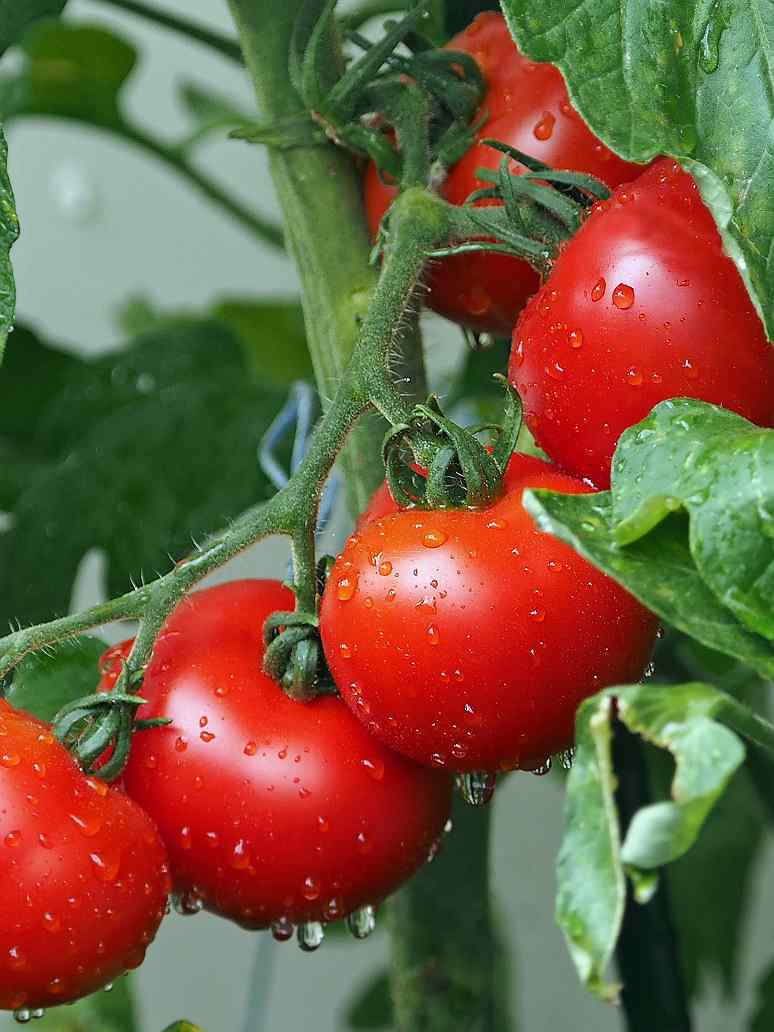Tomato Round Red-Hybrid Seeds