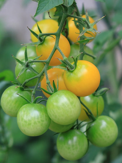 Tomato Yellow Grapes Seeds-(Open Pollinated)