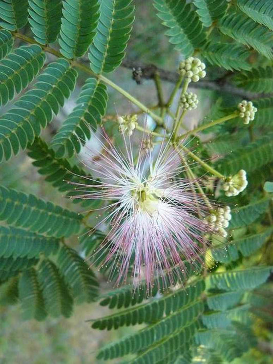 Touch Me Not/Mimosa/Sensitive Plant/Shame Plant- Seeds