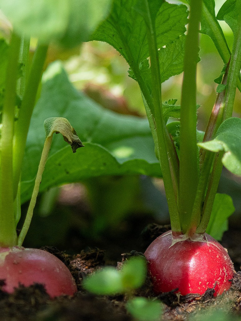Turnip Seeds-(Open Pollinated)