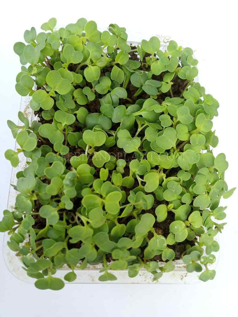 Turnip Microgreen Seeds-(Open Pollinated)