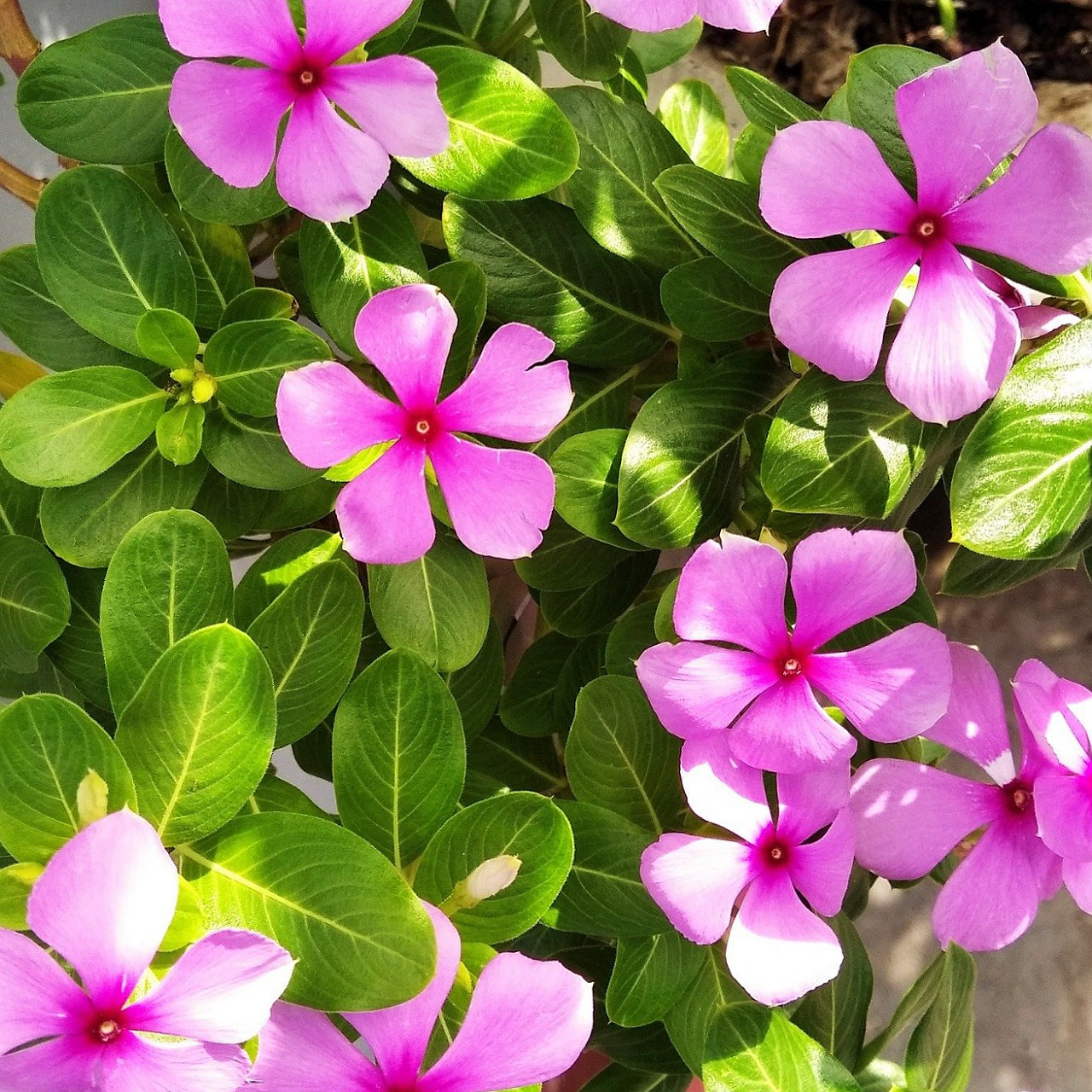 Vinca Rosea Pink Seeds