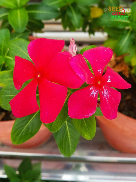 Vinca Rosea Red Cherry Dwarf
