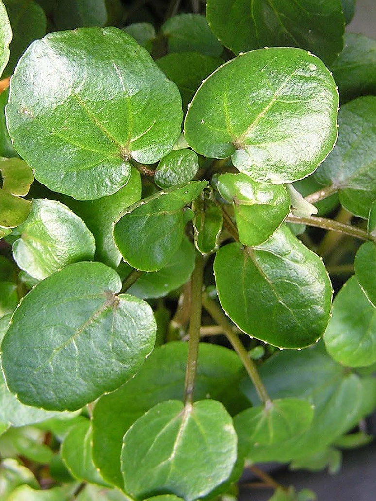 Water Cress Seeds