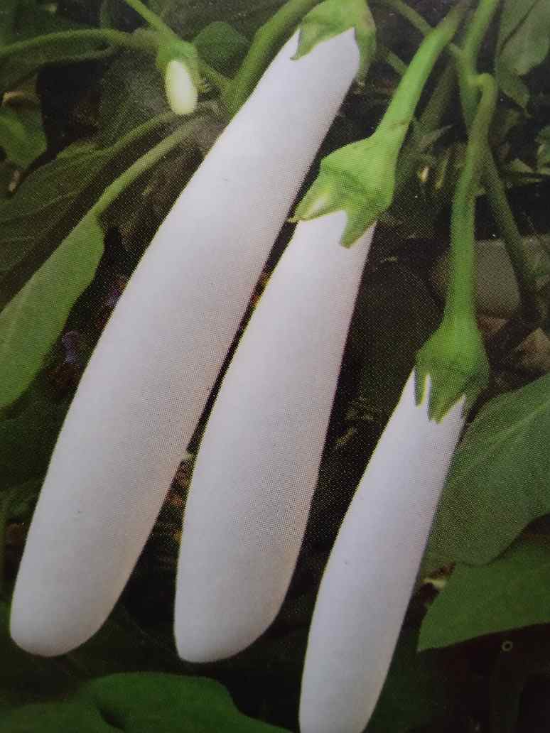 White Brinjal Seeds-(Hybrid)