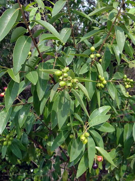 White Sandalwood - Open Pollination Seeds