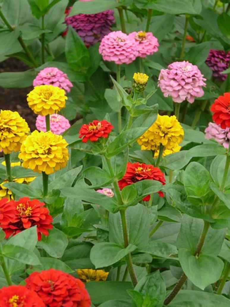 Zinnia Elegance Dahlia Mixed Seeds