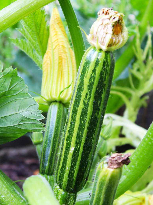 Zucchini Seeds (Open Pollinated)