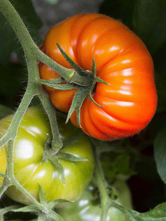 Tomato Round Stripped-Hybrid Seeds