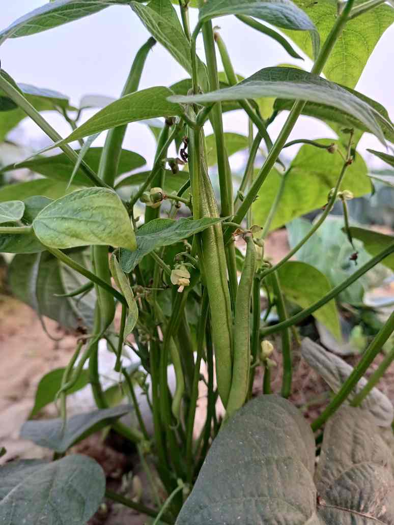 French Beans - Open Pollination Seeds